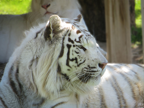 Foto tigre blanco